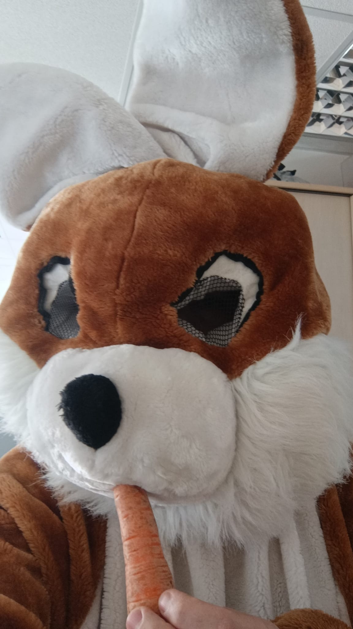 Bär Maskottchen Parade buchen Supermarkt